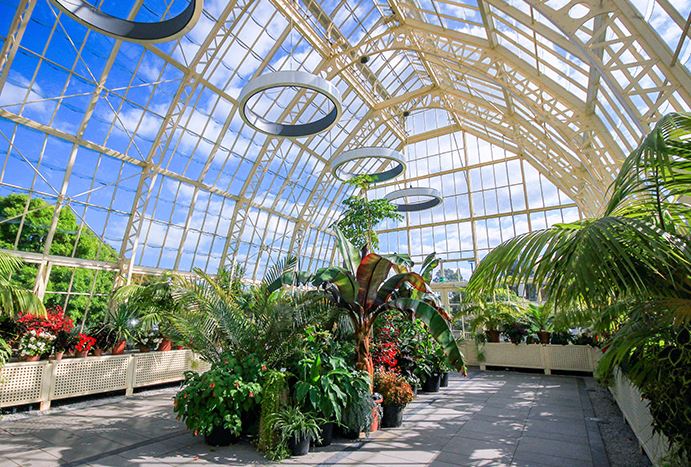 Lush tropical plants inside a sunlit greenhouse with an expansive glass ceiling.